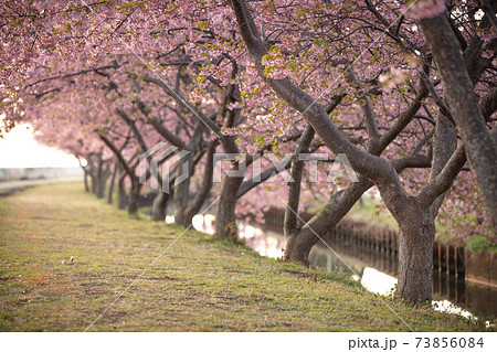 三重県 笠松河津桜ロード 73856084