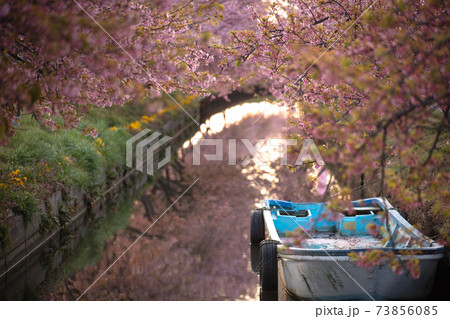 三重県 笠松河津桜ロード 73856085
