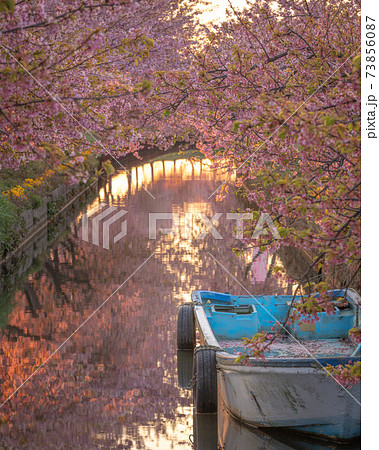 三重県 笠松河津桜ロード 73856087