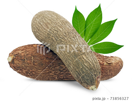 cassava isolated on white background 73856327