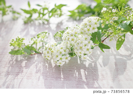 春の白い花 コデマリの切り花 白木板の背景 の写真素材
