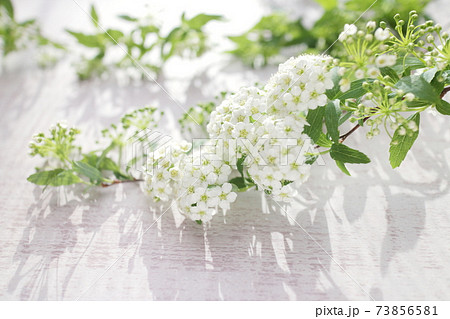 春の白い花 コデマリの切り花 白木板の背景 の写真素材