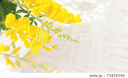 初夏の黄色の花 鉢植えのエニシダ 白木板の背景 の写真素材