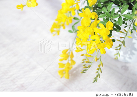 初夏の黄色の花 鉢植えのエニシダ 白木板の背景 の写真素材