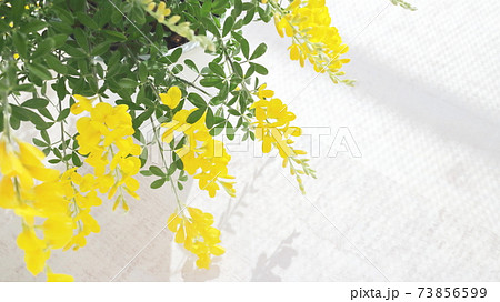 初夏の黄色の花 鉢植えのエニシダ(白木板の背景) 初夏の黄色の花 鉢植えのエニシダ(白木板の背景) 73856599