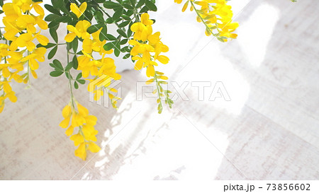 初夏の黄色の花 鉢植えのエニシダ(白木板の背景) 初夏の黄色の花 鉢植えのエニシダ(白木板の背景) 73856602