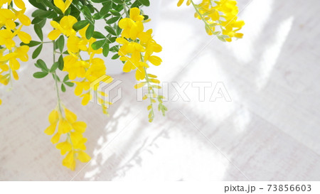 初夏の黄色の花 鉢植えのエニシダ(白木板の背景) 初夏の黄色の花 鉢植えのエニシダ(白木板の背景) 73856603
