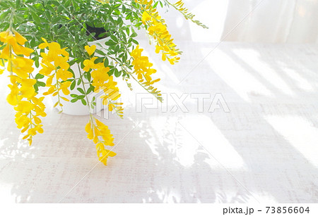 初夏の黄色の花　鉢植えのエニシダ（白木板の背景） 73856604