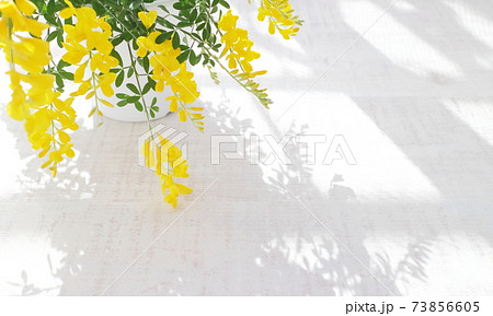初夏の黄色の花 鉢植えのエニシダ(白木板の背景) 初夏の黄色の花 鉢植えのエニシダ(白木板の背景) 73856605