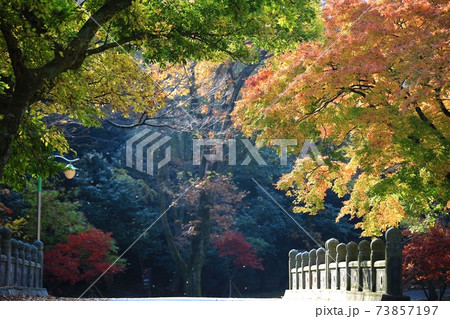 紅葉 秋 女性 73857197
