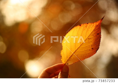 指で持ち上げている紅葉した落ち葉のクローズアップ 指で持ち上げている紅葉した落ち葉のクローズアップ 73857233