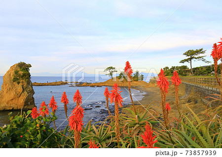 秋谷海岸・立石公園 アロエの花 秋谷海岸・立石公園 アロエの花 73857939