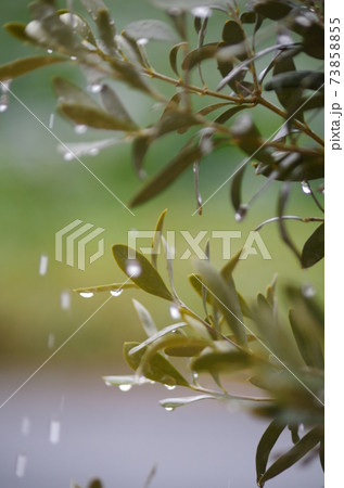 雨に濡れるオリーブの木 73858855