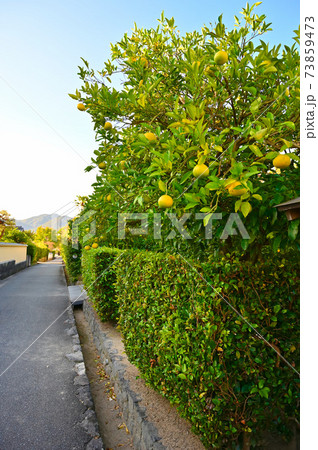 萩 国指定史跡 萩城城下町 江戸屋横町 萩市 萩 国指定史跡 萩城城下町 江戸屋横町 萩市 73859473