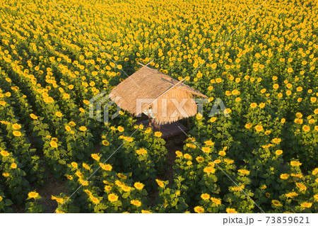 Aerial view of a house or home in full bloom sunflower field with mountain in travel holidays vacation trip outdoors at natural garden park in summer in Lopburi, Thailand. Nature landscape. 73859621