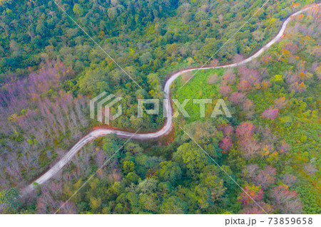 Aerial view of road street with sakura cherry flowers blossom trees of Phu Lom Lo national park, Phu Hin Rong Kla National Park, Thailand. Natural landscape background. Pink color in spring season. Aerial view of road street with sakura cherry flowers blossom trees of Phu Lom Lo national park, Phu Hin Rong Kla National Park, Thailand. Natural landscape background. Pink color in spring season. 73859658
