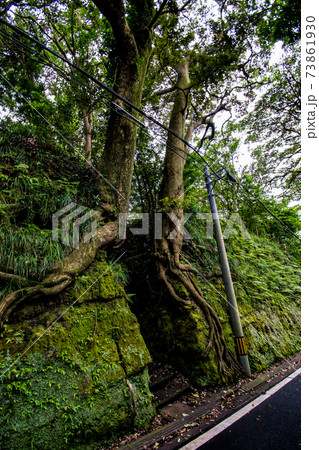 伊豆七島の大島にある不思議なスポットの泉津の切通し 73861930