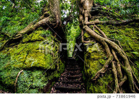 伊豆七島の大島にある不思議なスポットの泉津の切通し 73861946