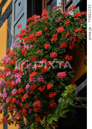 窓の花、リクヴィール(フランス )、アルザス・ワイン街道 窓の花、リクヴィール(フランス )、アルザス・ワイン街道 73862232