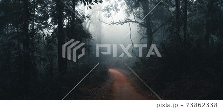 Fog and trees in the tropical forest 73862338