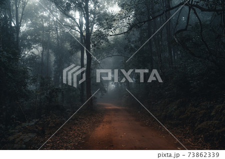 Fog and trees in the tropical forest 73862339