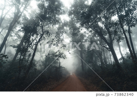 Fog and trees in the tropical forest 73862340