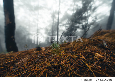 Fog and trees in the tropical forest Fog and trees in the tropical forest 73862346