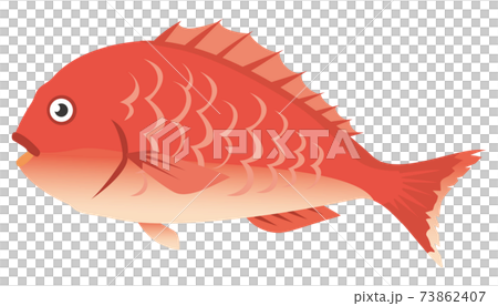 海の魚 鯛 のイメージイラストのイラスト素材