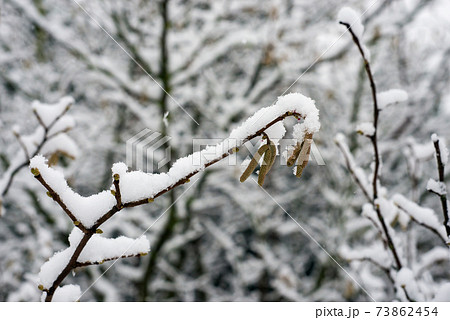 Closeup of seeds on hazelnut tree branch covered by the snow 73862454