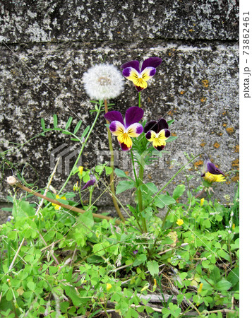 三色スミレの花とタンポポの綿毛の写真素材
