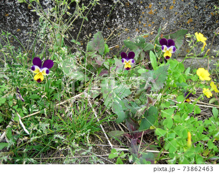 三色スミレと春の植物 73862463