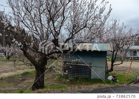 あんずの木と小屋の写真素材