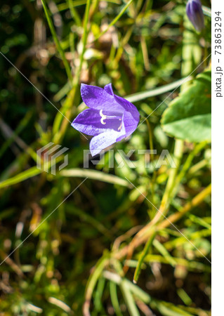 campanula flowers in Vanoise national Park, France 73863294