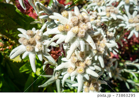 Edelweiss flowers in Vanoise national Park, France Edelweiss flowers in Vanoise national Park, France 73863295