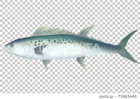 馬鮫魚 馬鮫魚 73863640