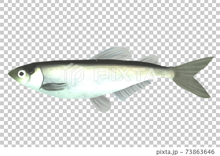 Capelin 73863646