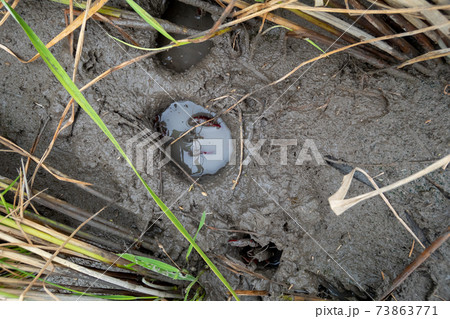 田んぼのザリガニ 73863771