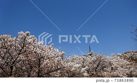 日本の春の風景・澄み切った青空の下で満開の桜と五重塔を愛でる・緊急事態宣言が解除されたら行きたい場所 73863890