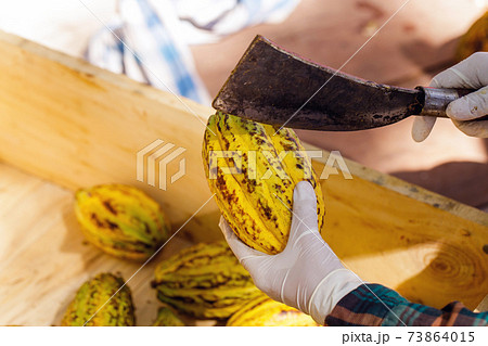 Cocoa beans and cocoa pod on a wooden surface. Cocoa beans and cocoa pod on a wooden surface. 73864015