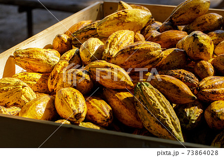 Cocoa beans and cocoa pod on a wooden surface. Cocoa beans and cocoa pod on a wooden surface. 73864028