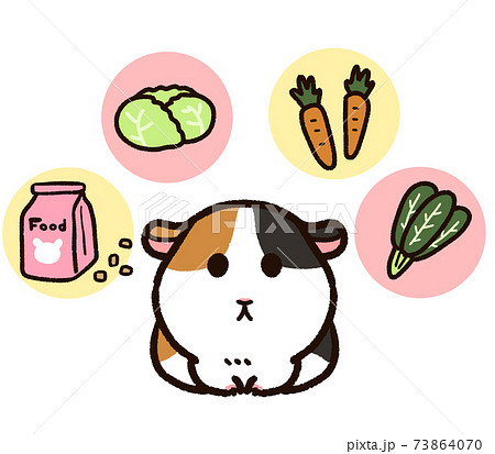 かわいいモルモットと餌 73864070