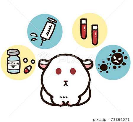 実験動物のモルモットと研究 73864071