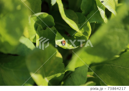 小松菜の葉に止まるてんとう虫の写真素材
