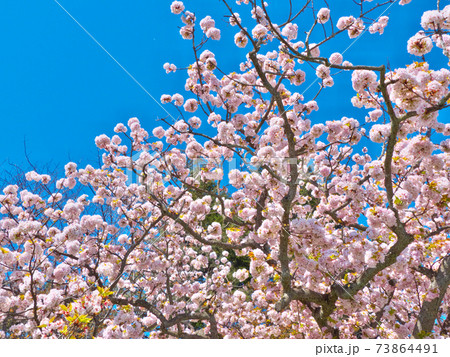 京都御苑の御所御車返し桜、たくさんの花房 73864491
