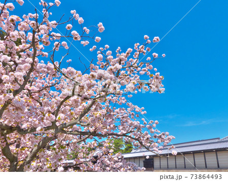 京都御所の土塀とともに御所御車返し桜のたくさんの花房を撮る 73864493