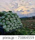 白菜 畑 農業 73864559