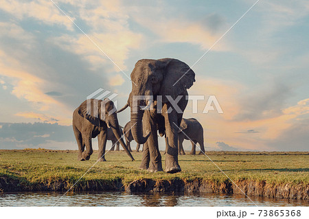African Elephant in Chobe National Park African Elephant in Chobe National Park 73865368
