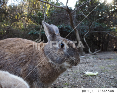 うさぎの島にいる野生のウサギ うさぎの島にいる野生のウサギ 73865580