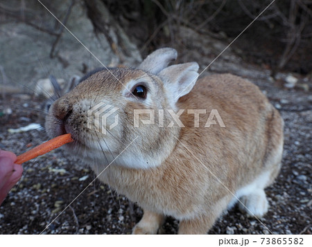 うさぎの島にいる餌を食べているウサギの写真素材