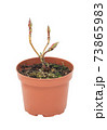young plant in a flower pot on a white background 73865983